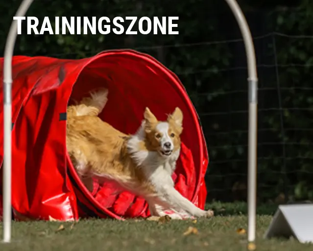 Trainingszone am Dogsworld Campus