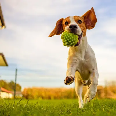 Hund mit Ball im Maul läuft auf der Wiese in der Spaßzone