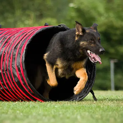 Schäferhund läuft durch einen Tunnel in der Outdoor-Trainingszone