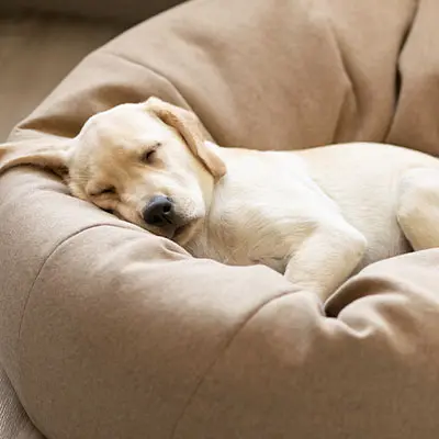 Labrador Welpe schlafend im Hundebett